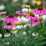 Bylinky vhodné do okrasných záhonov