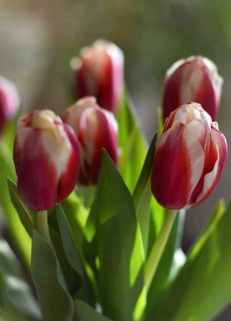 Kvety tulipánov