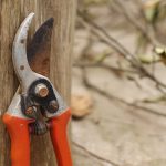 Čo rezať vo februári koncom zimy v záhrade