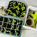 Výsevy vo februári