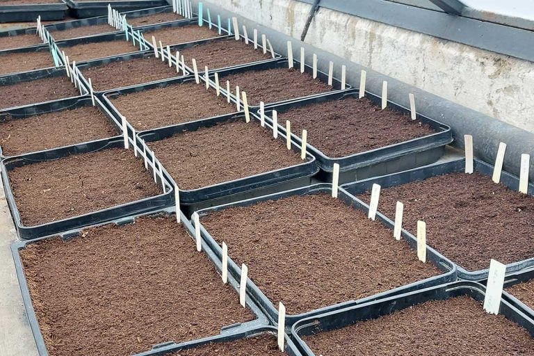 Obdobie výsevu paradajok sa priblížilo