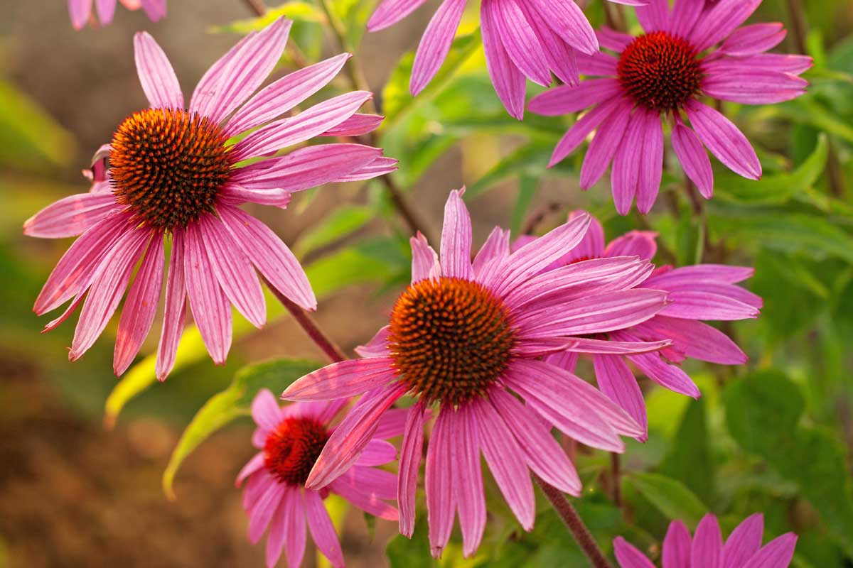 Echinacea purpurová