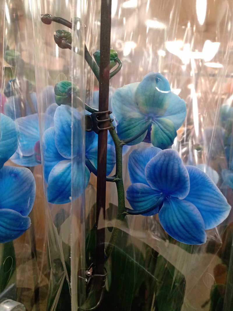 Farebná orchidea v modrej farbe