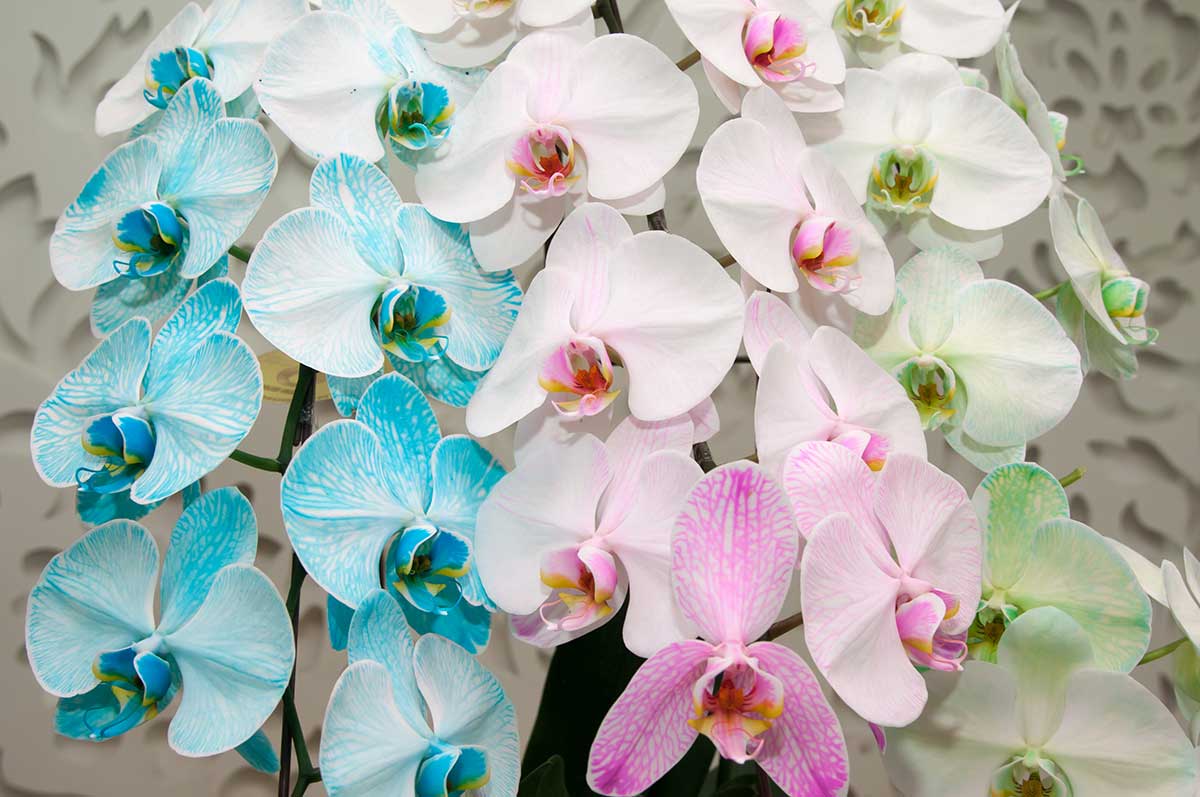 Farebné orchidey v modrej, ružovej a zelenej farbe
