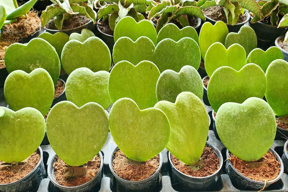 Listy druhu Hoya kerrii v tvare srdca zapichnuté v kvetináči