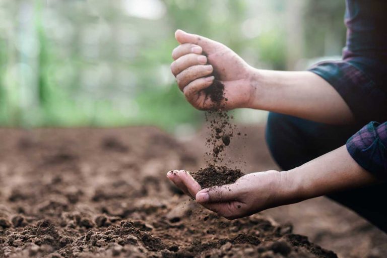 Ako si poradiť s ílovitou zeminou? Odpovedá šéfredaktorka časopisu Záhrada