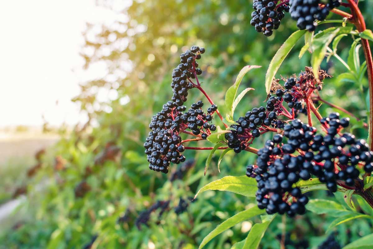 Plody bazy čiernej Foto: iStock
