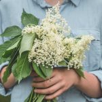 Nazbierané kvety bazy čiernej