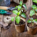 Lunárny kalendár pre záhradkárov na marec