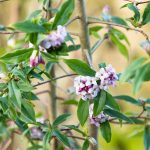 Vždyzelený kvitnúci krík lykovec bhutanský