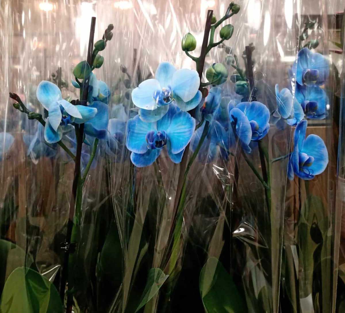 Modré kvety orchideí