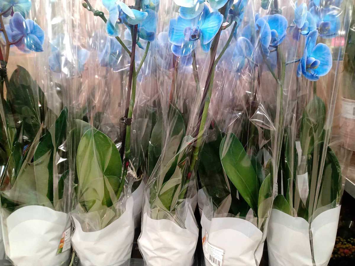 Modré orchidey v kvetináčoch pripravené na predaj v obchode