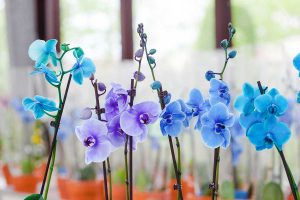 Modrá orchidea – nový trend farbenia rastlín alebo kontroverzný zásah do prírody?