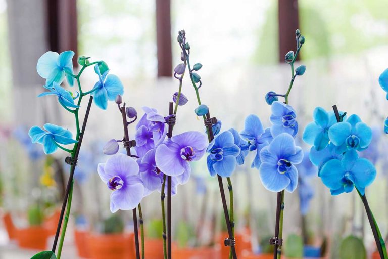 Modré orchidey v obchode