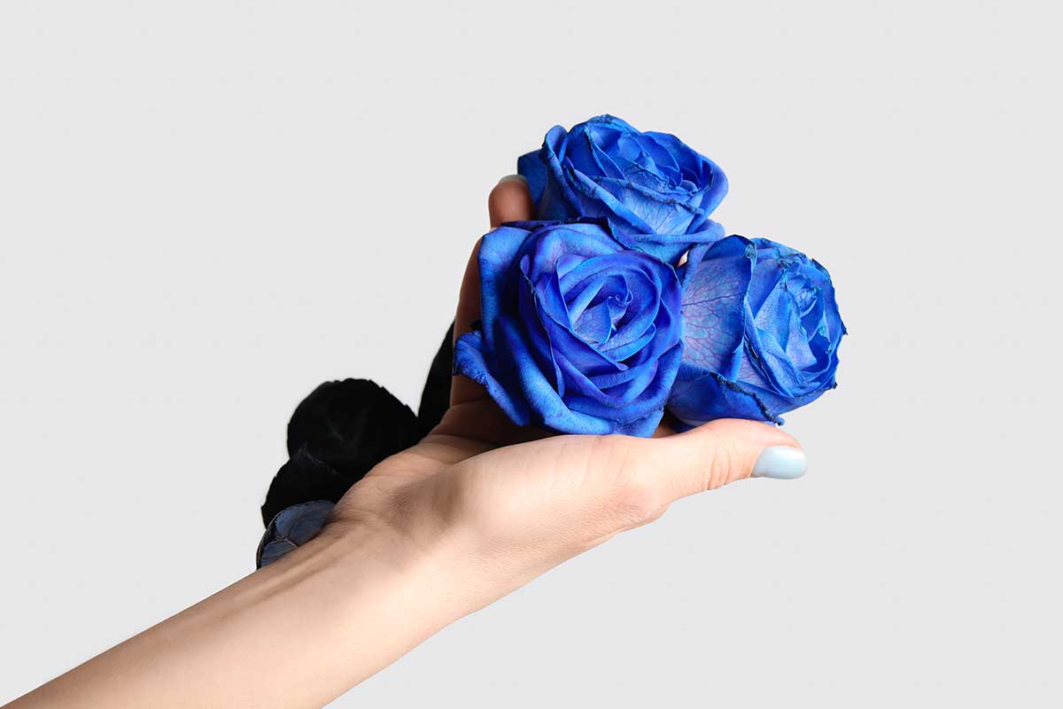 Modré ruže