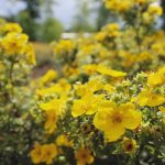 Nátržník krovitý