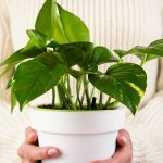 Izbovky vhodné do tmavých miest