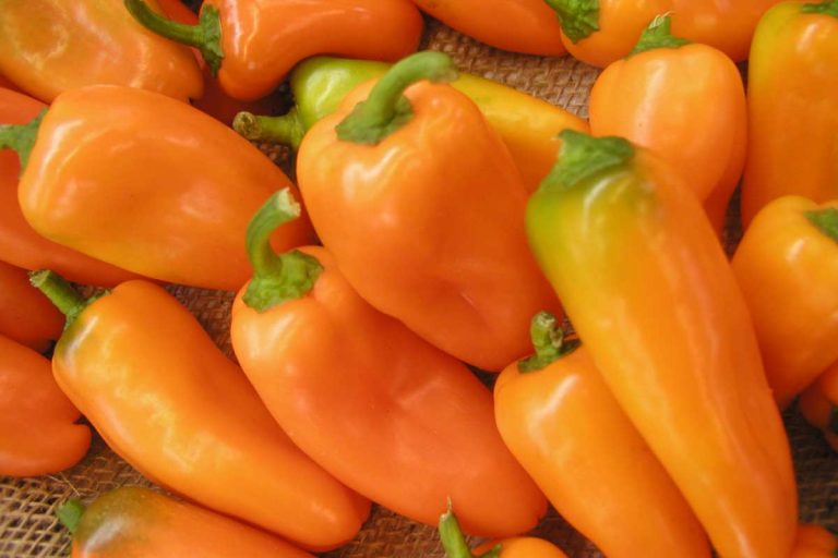 Začína výsev papriky! Objavte odolné a šťavnaté odrody, ktoré potešia aj mlsné jazýčky