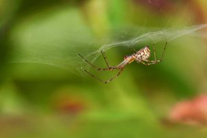 Plachtárky – pavúčí kúzelníci a pomocníci záhradkárov. Nahliadnite s odborníkom do ich mikrosveta