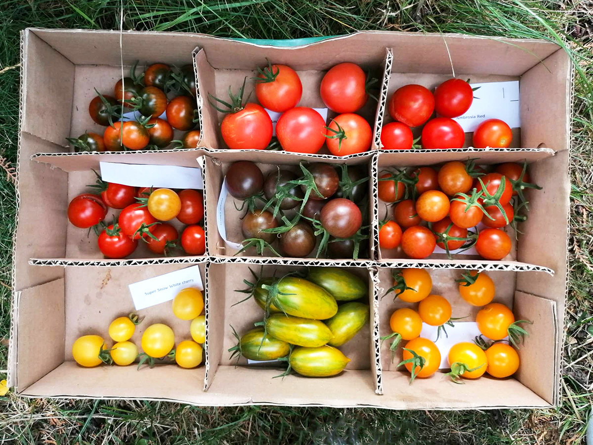 Sladké plody paradajok rôznych farieb