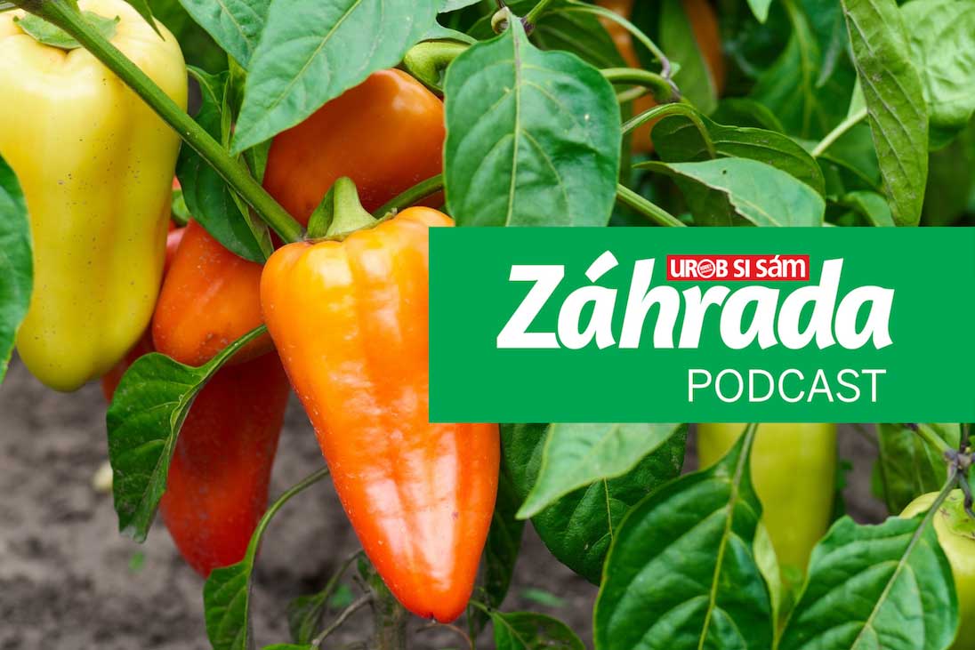 Epizóda podcastu Záhrada o pestovaní paprík