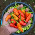 Sladké čili papriky