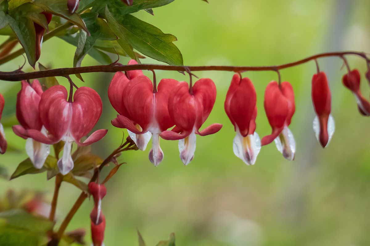Červené kvety srdcovky