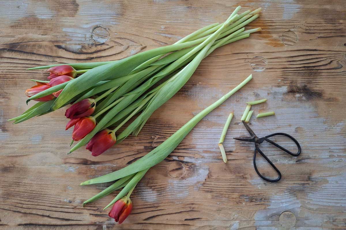 Starostlivosť o rezané tulipány
