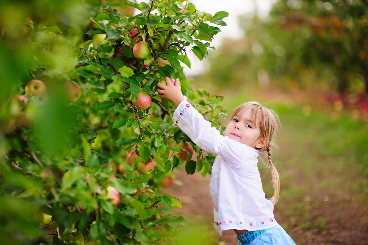 Prihlasovanie do súťaže o ovocné stromy a kry pre materské a základné školy