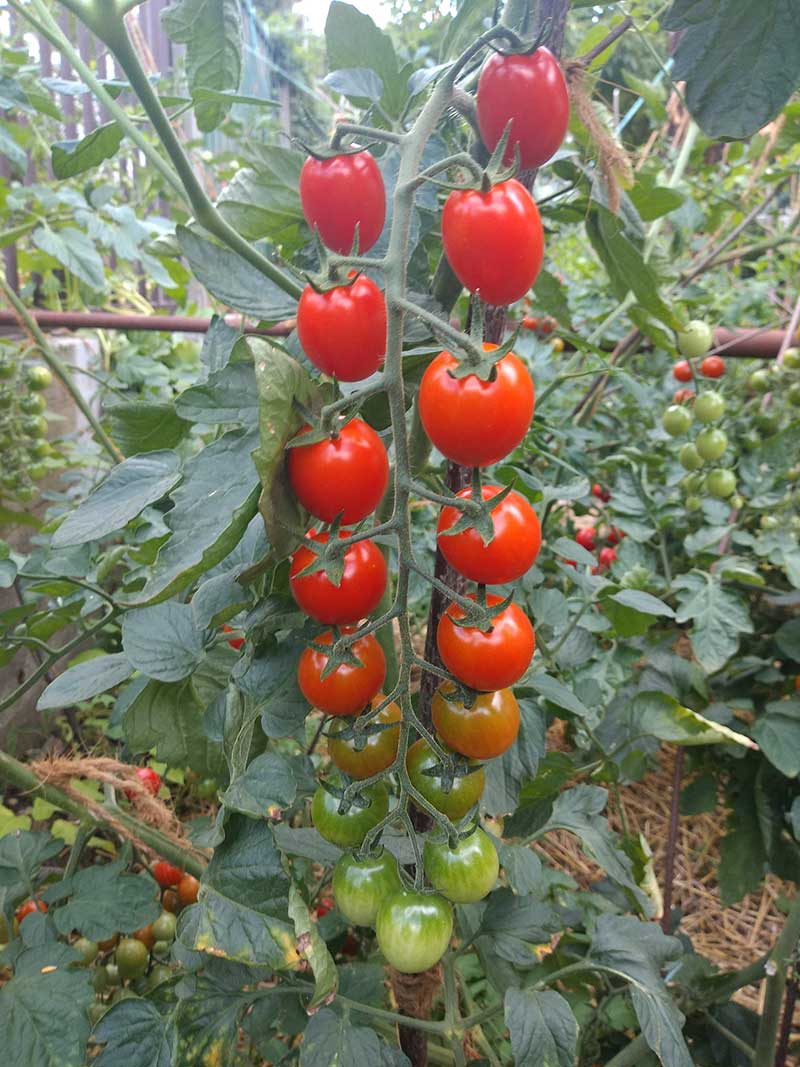 Tomto dolcetto F1
