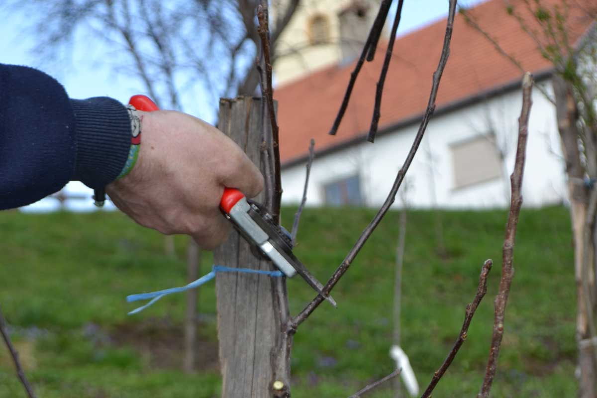 Povýsadbový rez ovocného stromu