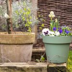 Jarná kombinovaná výsadba v kvetináči