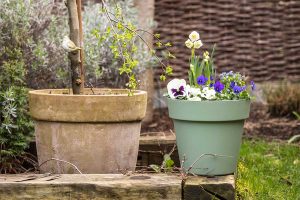 Rozkvitnutý kvetináč až do konca jari: Inšpirujte sa kombináciou cibuľovín s dvojročkami