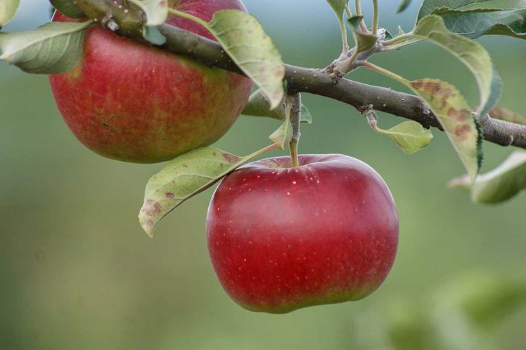 Ako dopestovať jabloň zo semienka