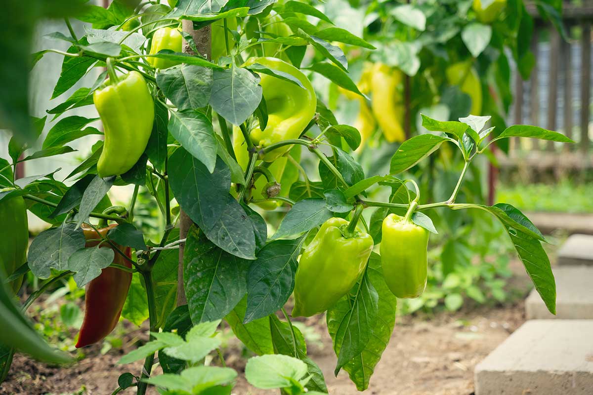 Ako pestovať papriku v záhrade