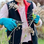 Ako rezať hortenzie