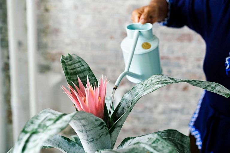 Echmea, exotická izbová rastlina z brazílskeho pralesa. Ako ju správne pestovať?