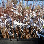 Ako sadiť voľnokorenné ovocné stromy