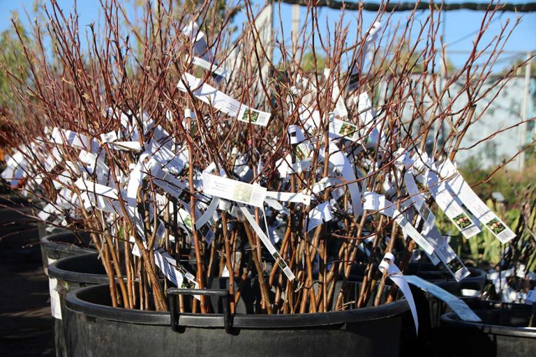 Ako sadiť voľnokorenné ovocné stromy? Výsadbu si naplánujte hneď po kúpe a dodržte tieto kroky