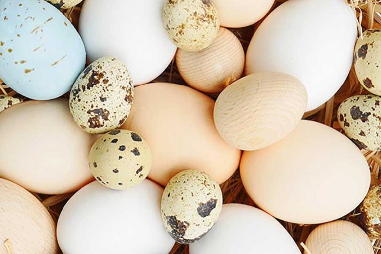 Veľká noc je sviatkom tvorenia