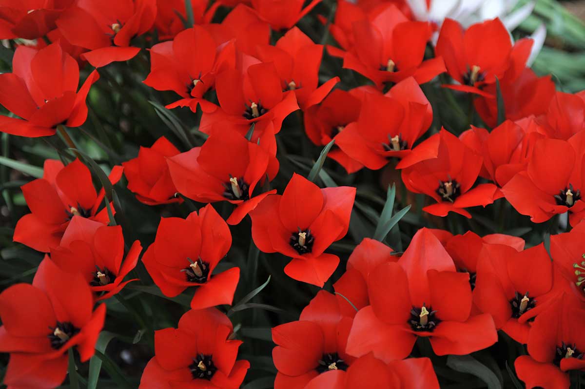 Botanické tulipány Tulipa linifolia