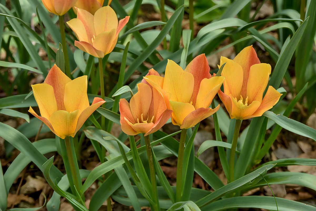 Botanické tulipány Tulipa orphanidea Flava