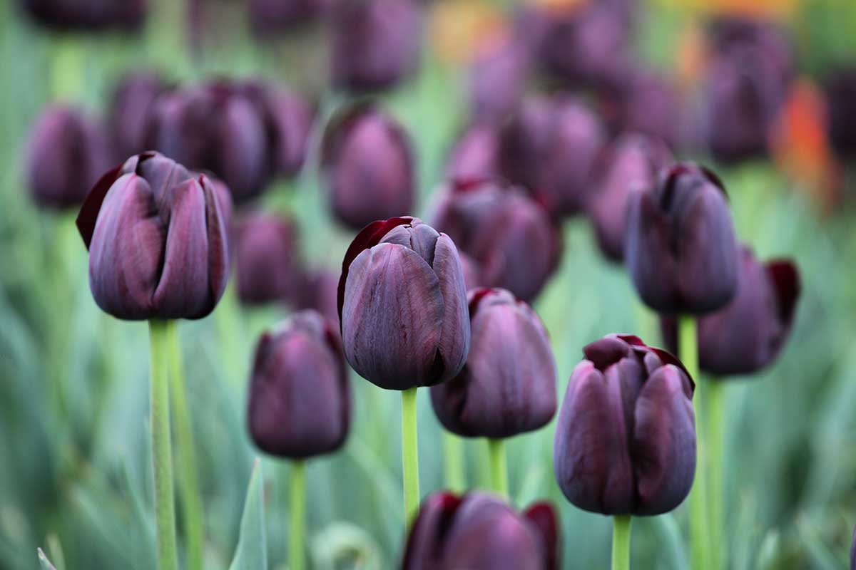 Čierne Triumf tulipány