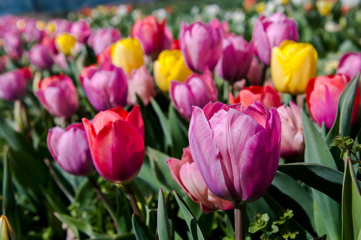 Darwinove tulipány