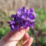 Fialky a ich využitie