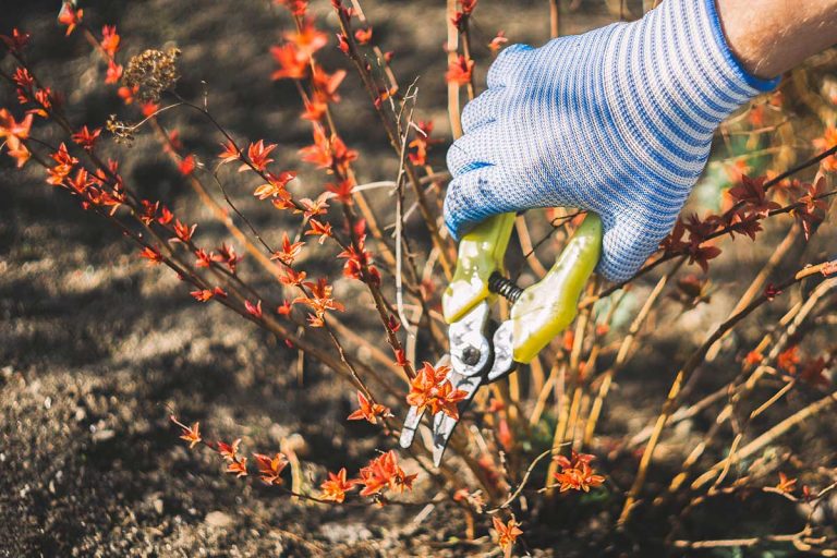 Čo rezať na jar? Týchto 5 okrasných kríkov nenechajte na pospas svojmu osudu
