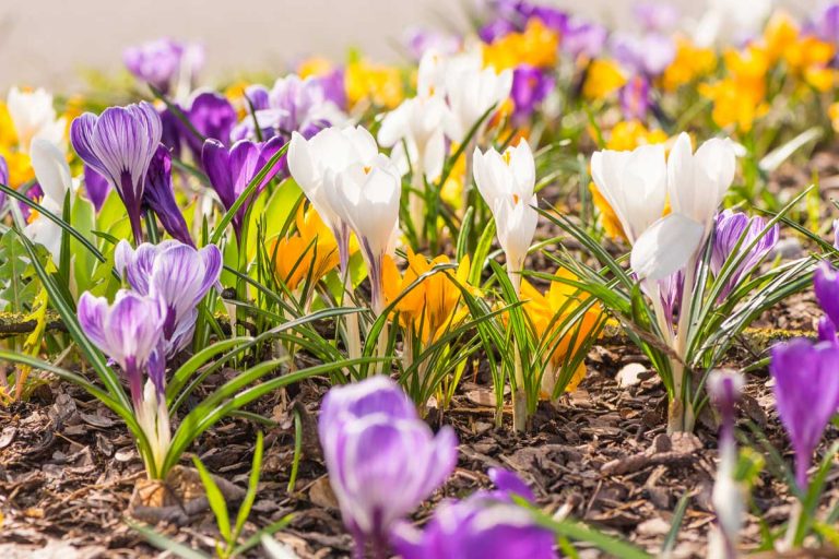 Martin Čurda odpovedá: Kedy je správny čas na výsadbu cibuľovín a ktoré druhy sadiť na jar?