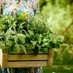 Kuchynské bylinky zo záhrady