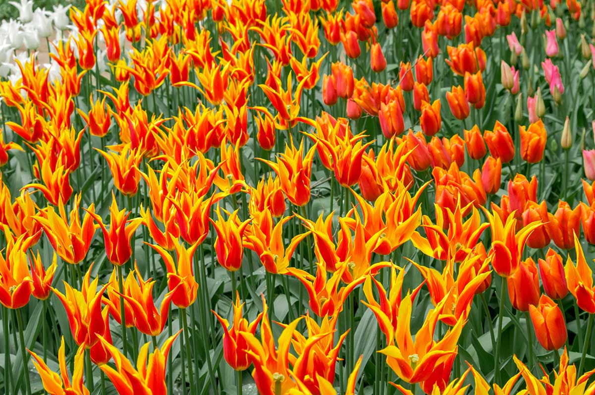 Ľaliovité tulipány