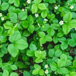 Liečivé jahody lesné